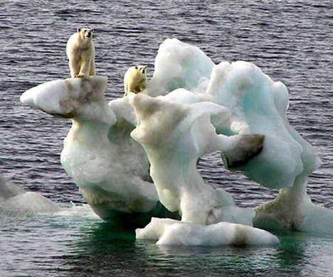 Canadian Polar Bears Stranded Ice Photo