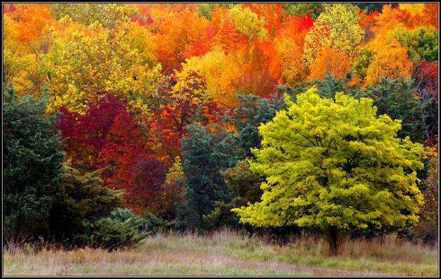 Fall Color