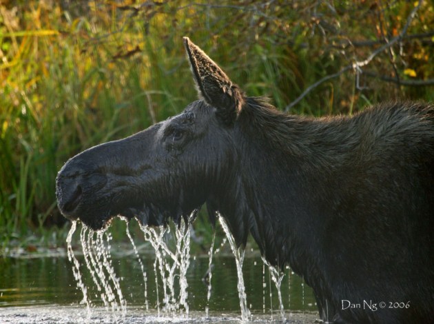Moose Drool1
