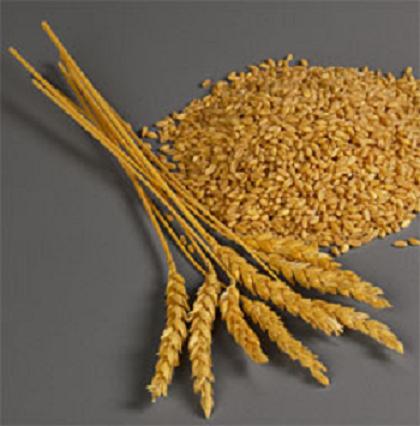 wheat_lg