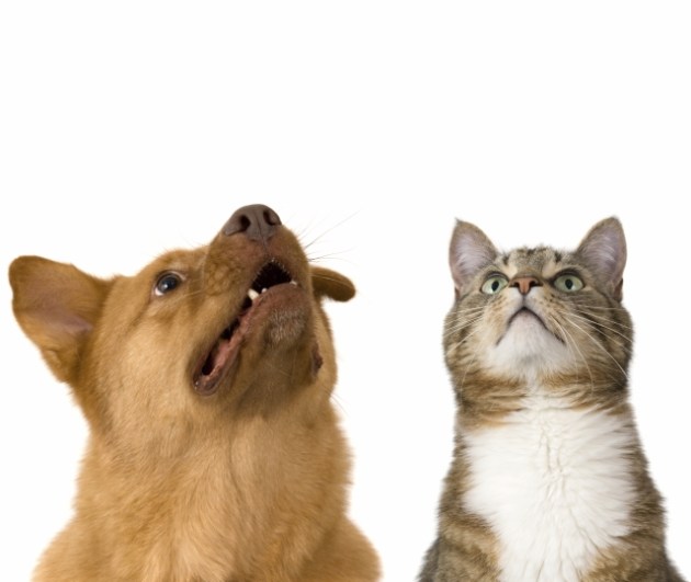 Dog and cat looking up