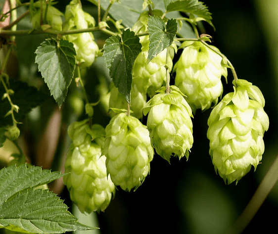 hops
